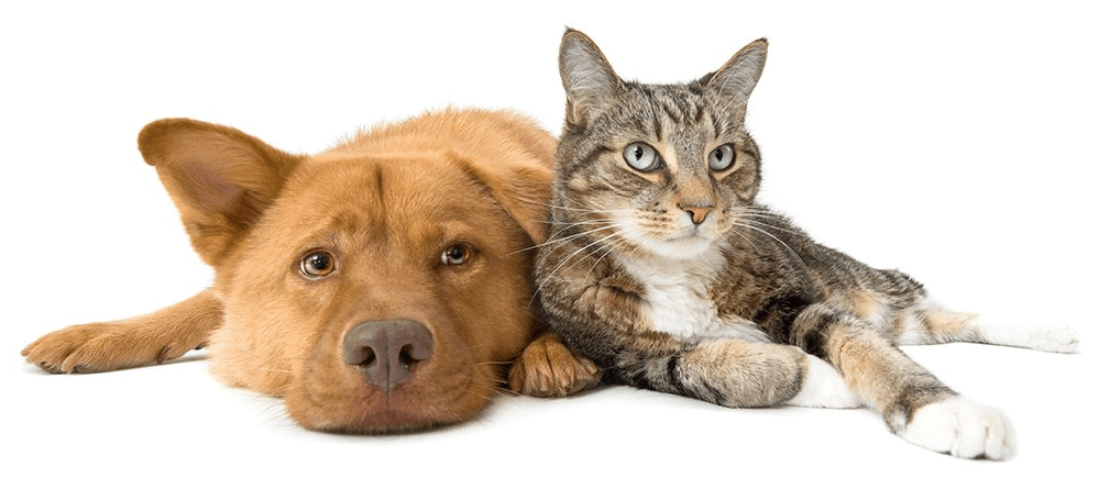 Dog and cat lying near each other