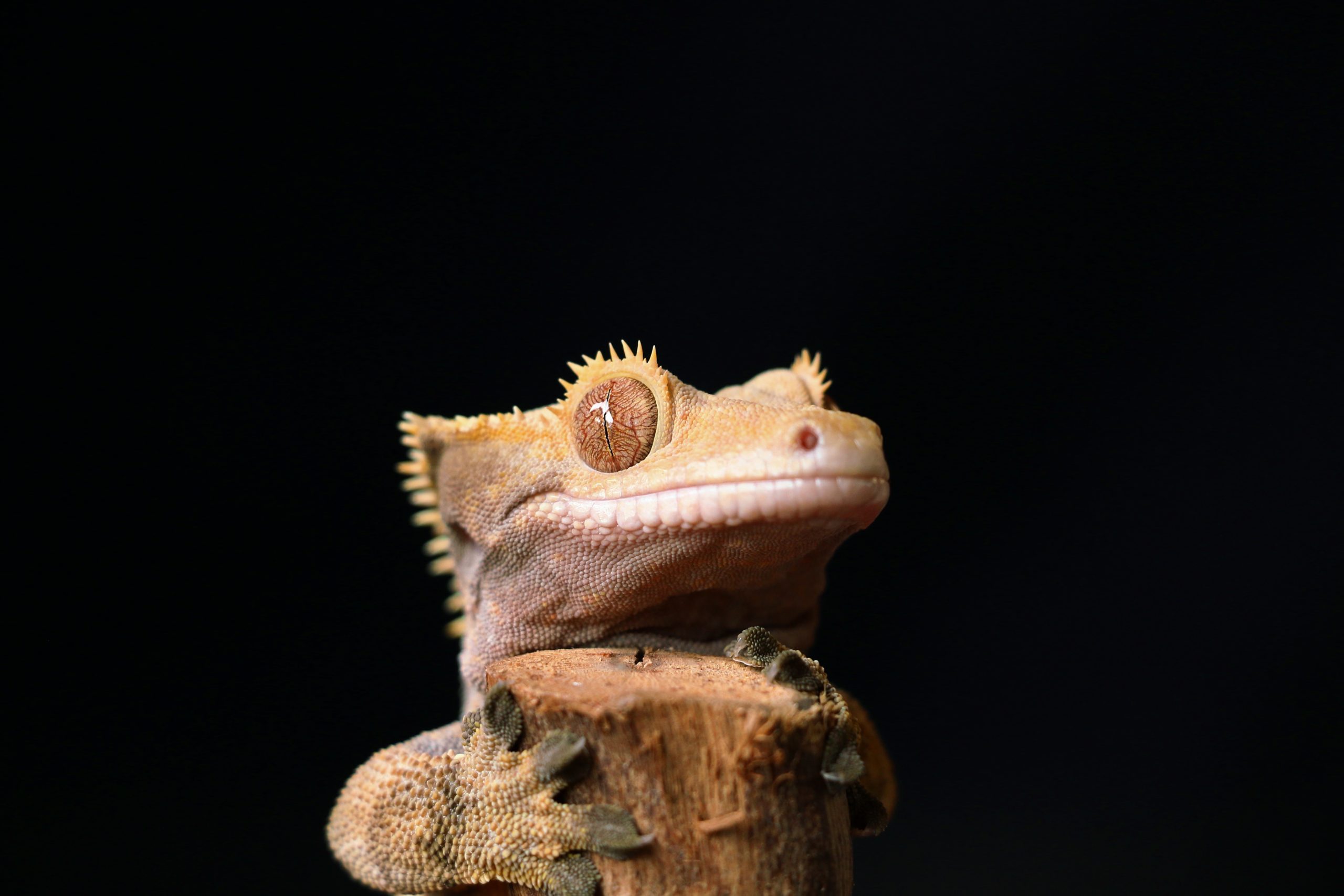 gecko